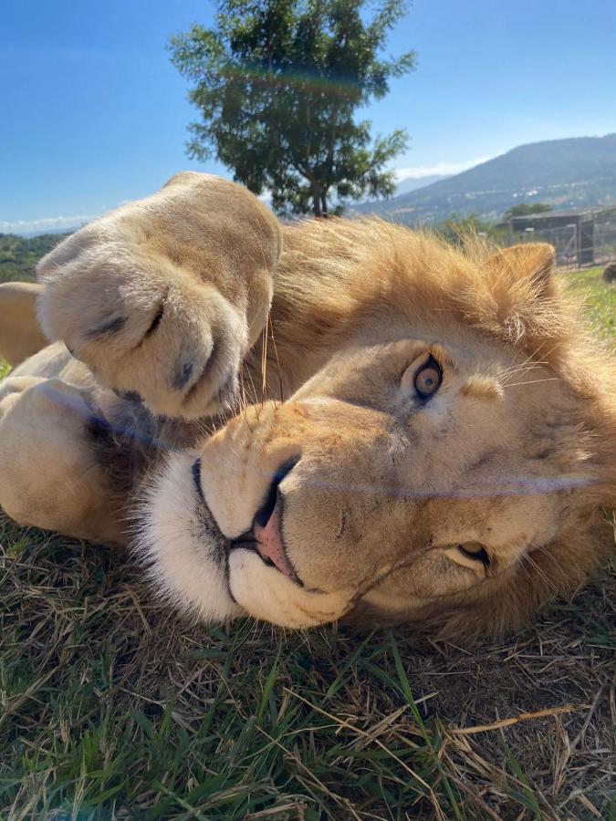 Pumbaa Wildlife Park & Accommodation Mbombela Esterno foto